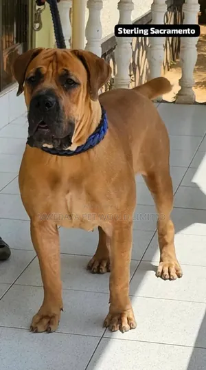 1-3 months Male Purebred Boerboel