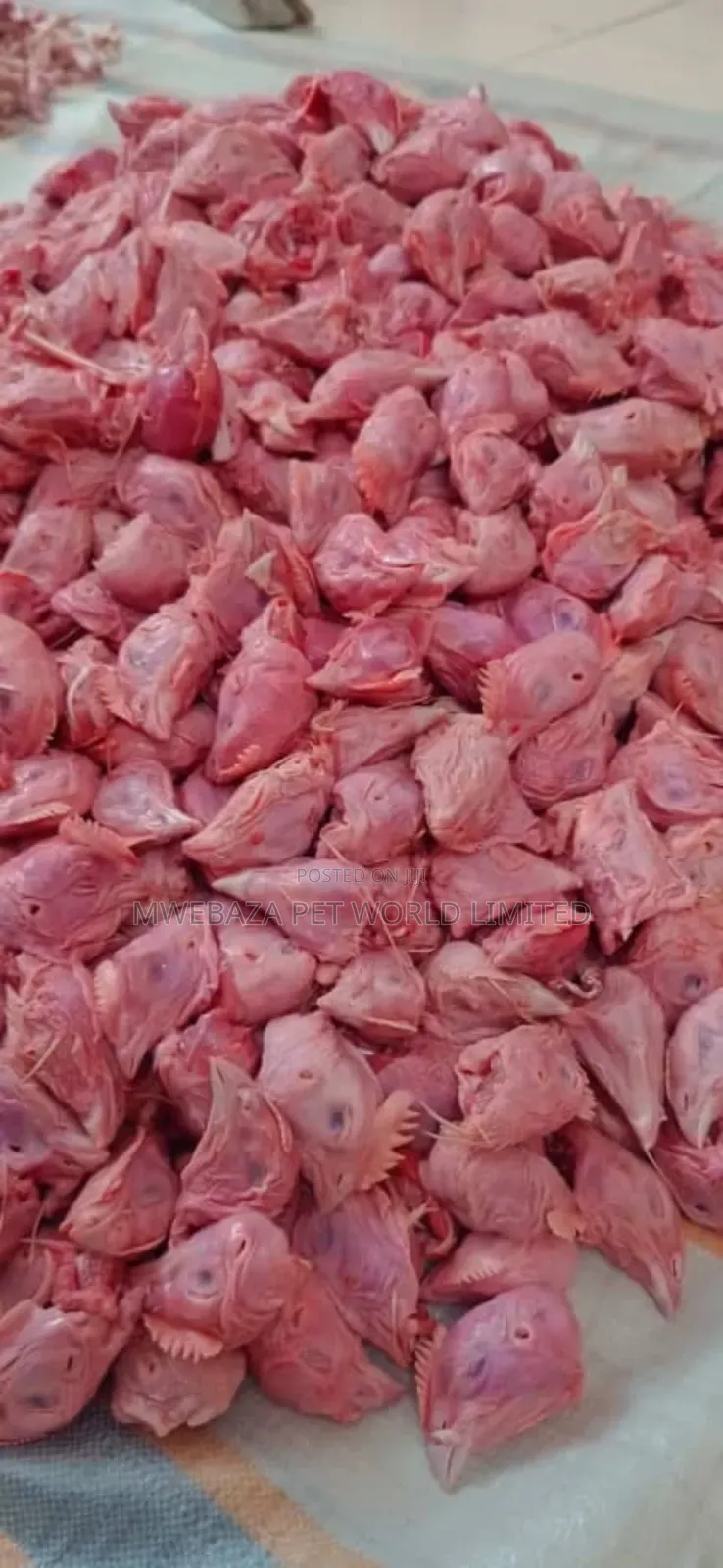 Food For Dogs