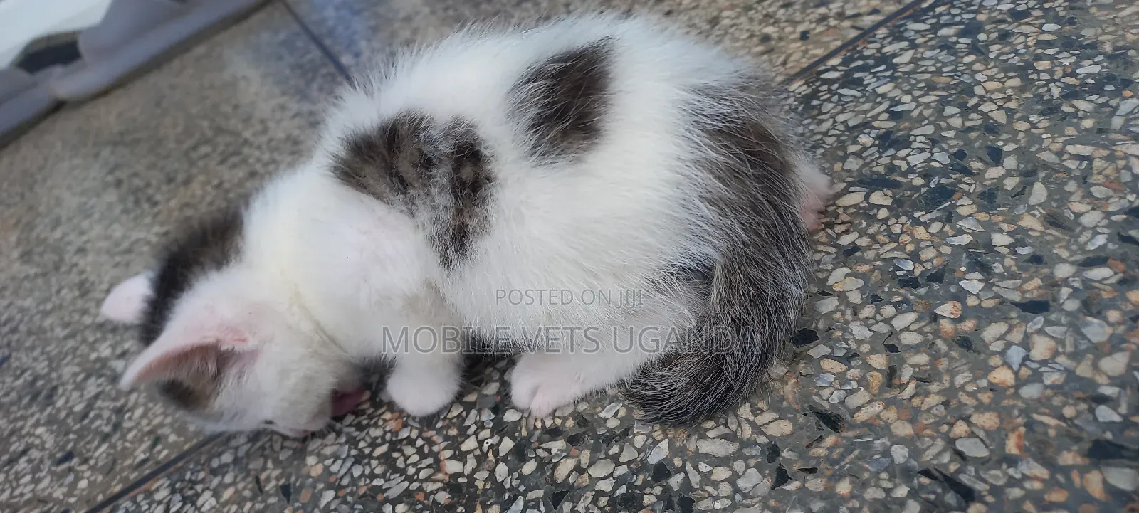 0-1 month Male Purebred Balinese