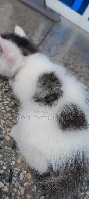 0-1 month Female Purebred Himalayan