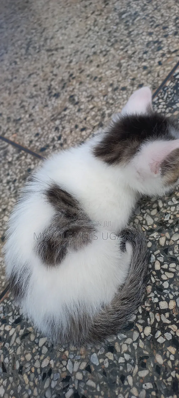 1-3 months Female Purebred Ragdoll