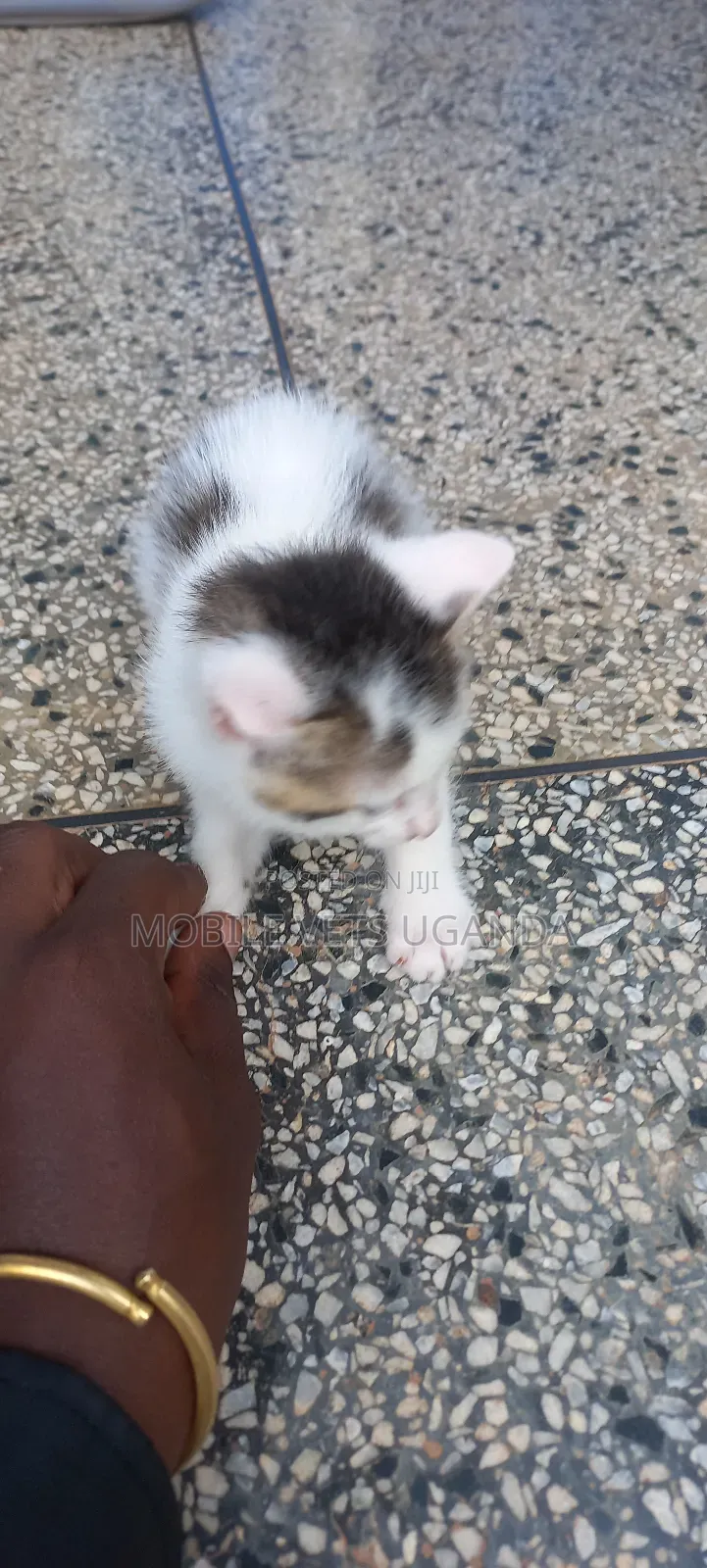 0-1 month Male Purebred Norwegian Forest