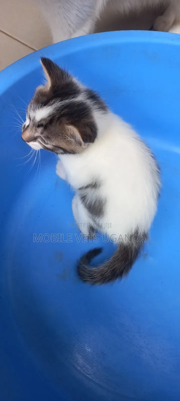1-3 months Male Purebred Chinese Li Hua