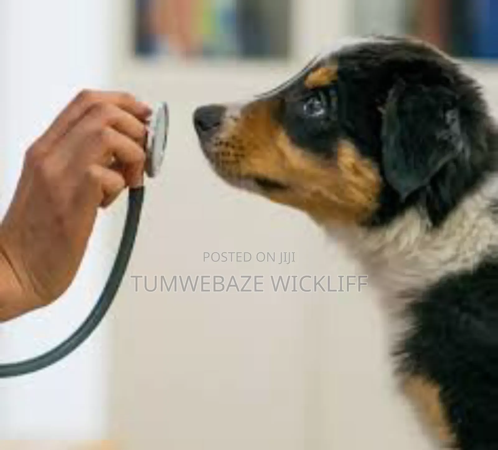 Dog Vet Services