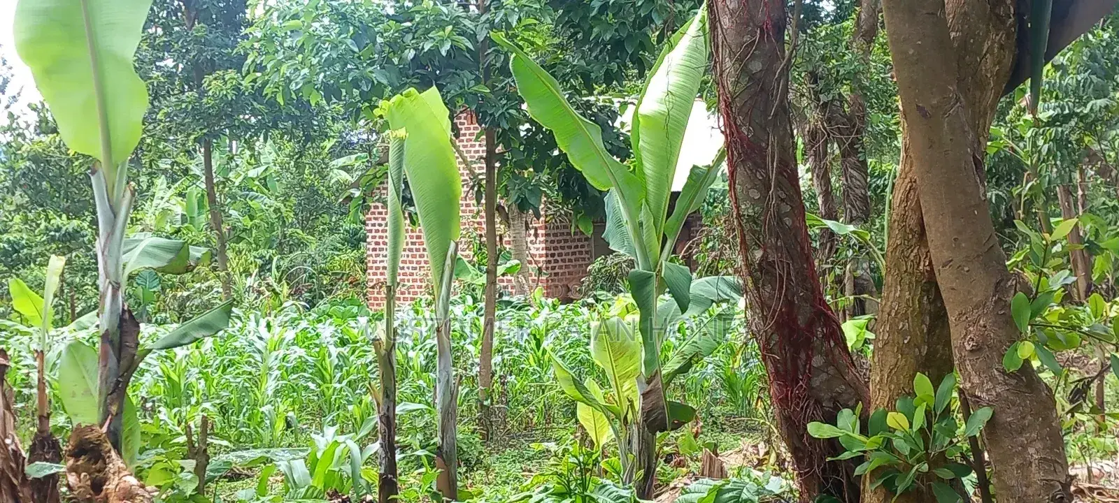 Land in Buikwe Town Council