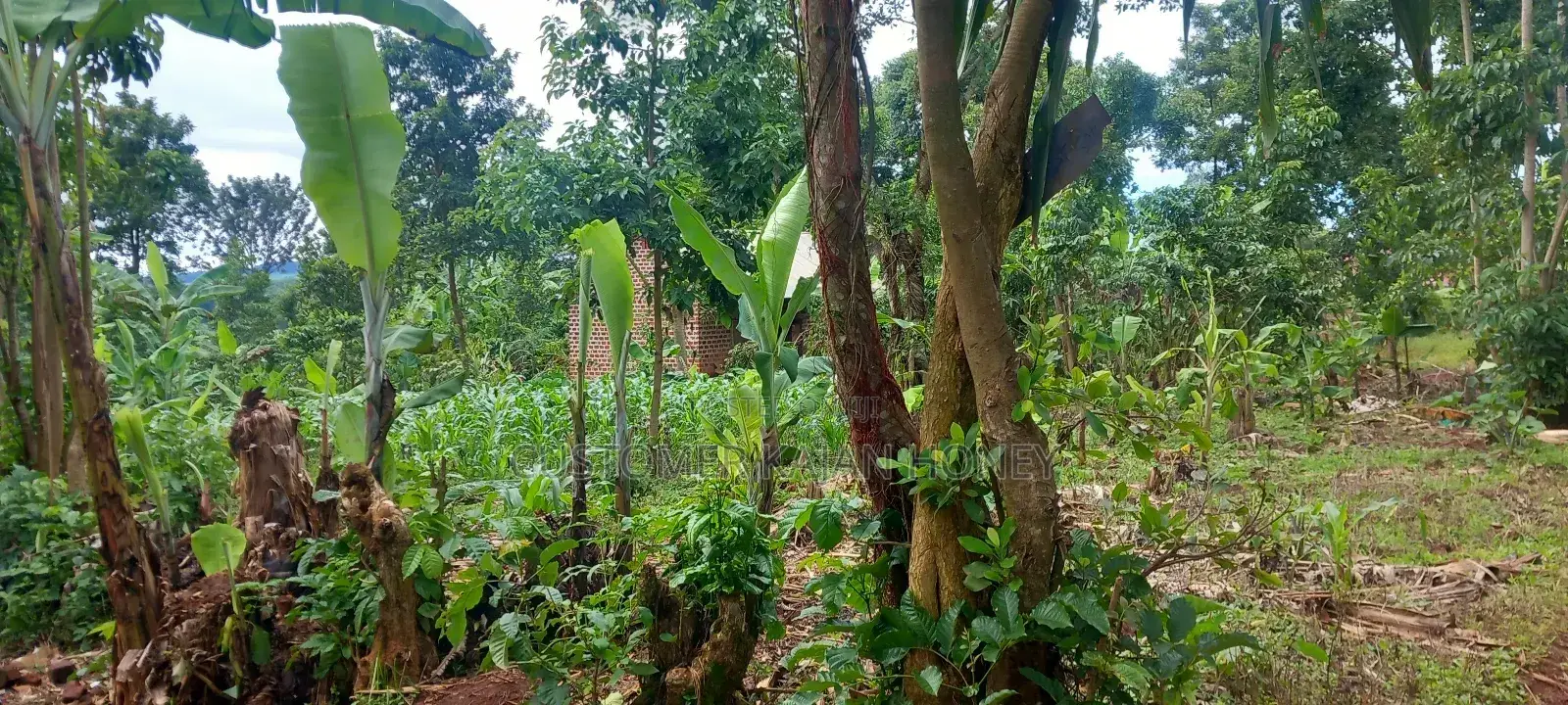 Land in Buikwe Town Council