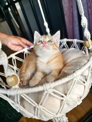 1-3 months Male Purebred Manx