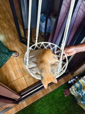 0-1 month Female Purebred Maine Coon