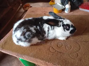 Photo - Giant Rabbits Breeds
