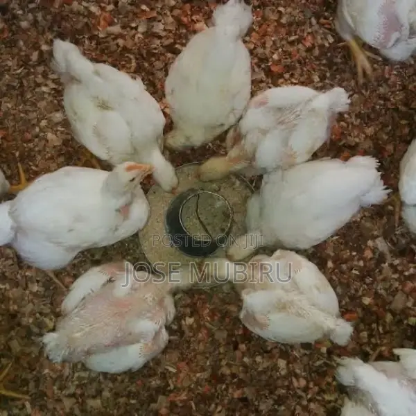 Broiler Hens