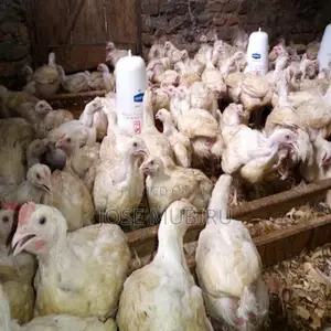 Broiler Hens
