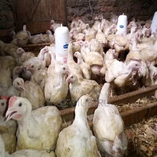 Broiler Hens