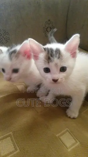 1-3 months Female Purebred Exotic