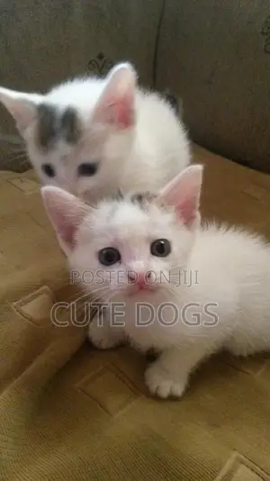 1-3 months Female Purebred Exotic