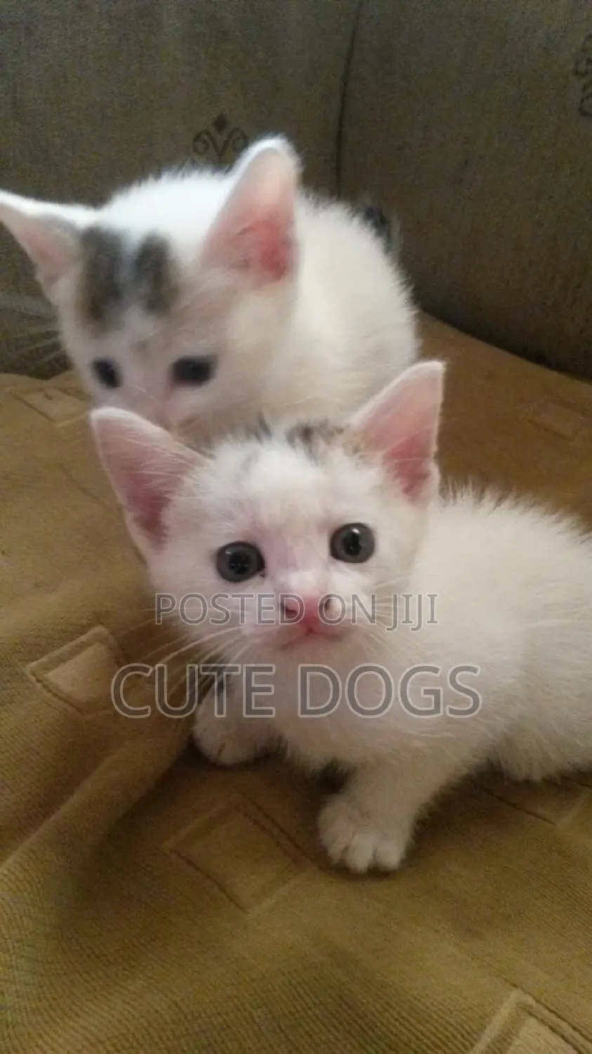 1-3 months Female Purebred Exotic