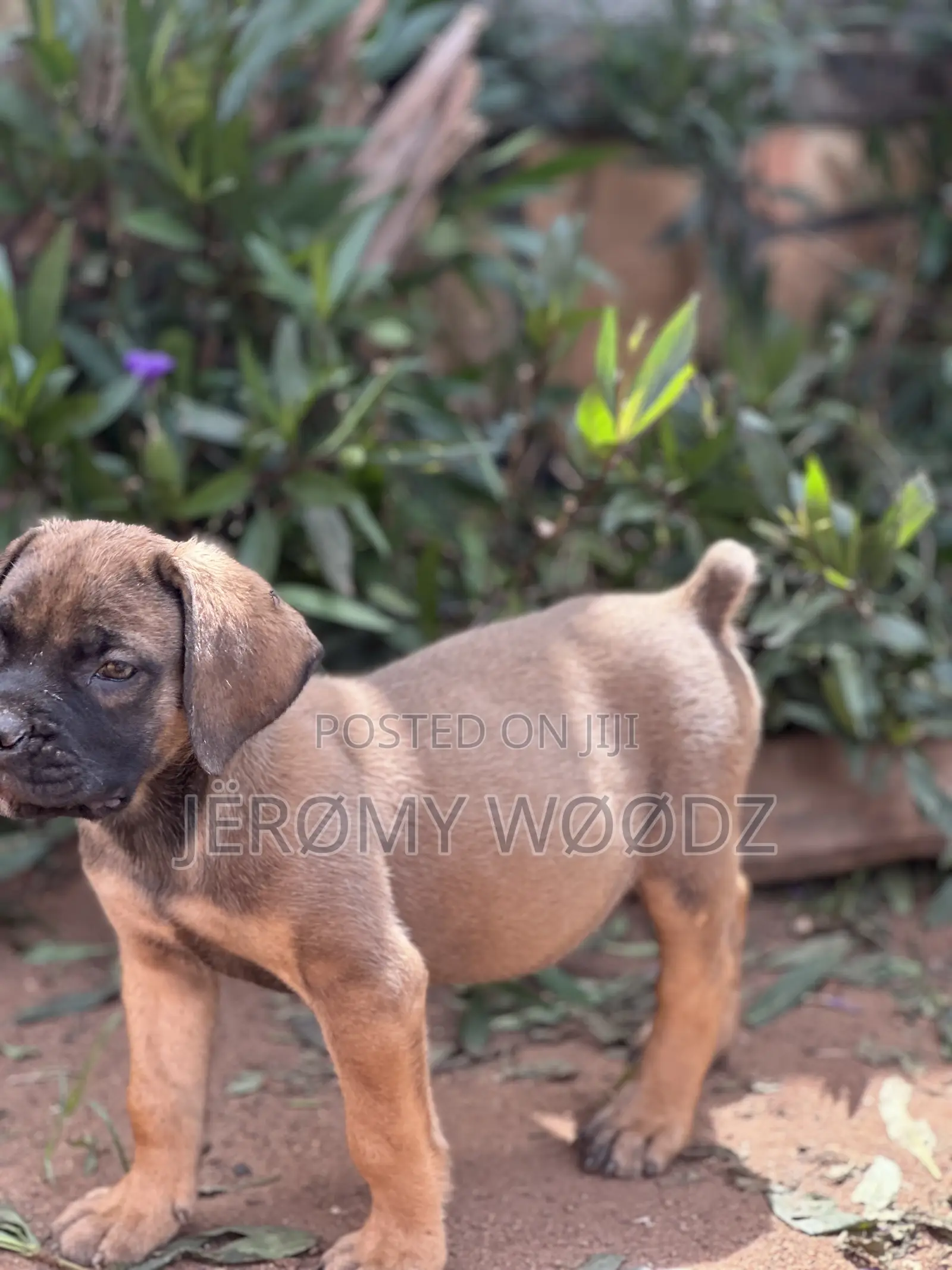 1-3 months Female Purebred Boerboel