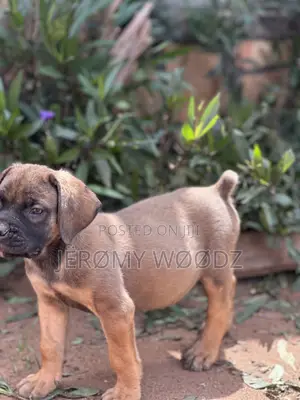 1-3 months Female Purebred Boerboel