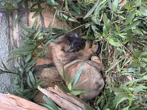 1-3 months Female Purebred Boerboel
