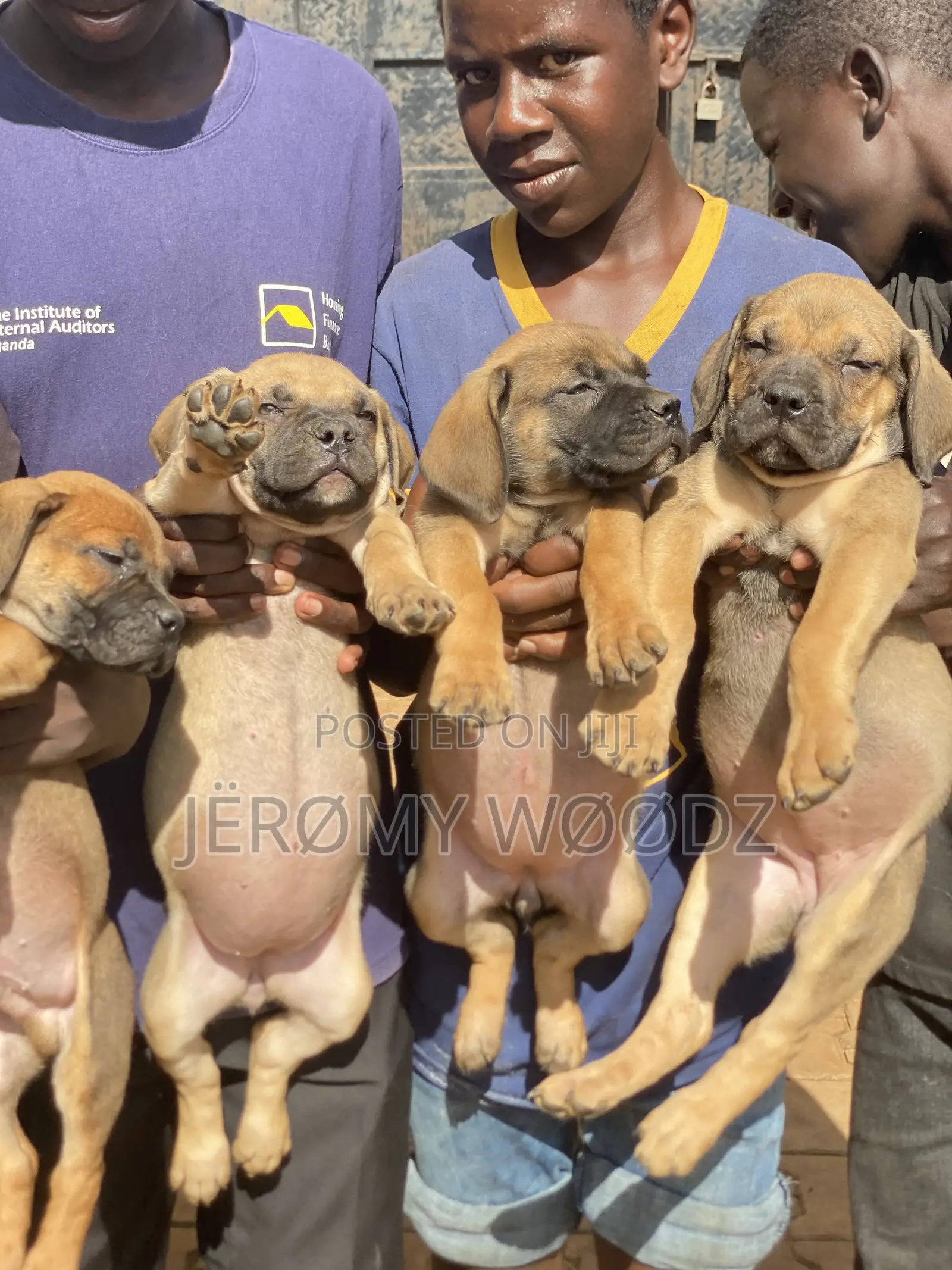1-3 months Female Purebred Boerboel