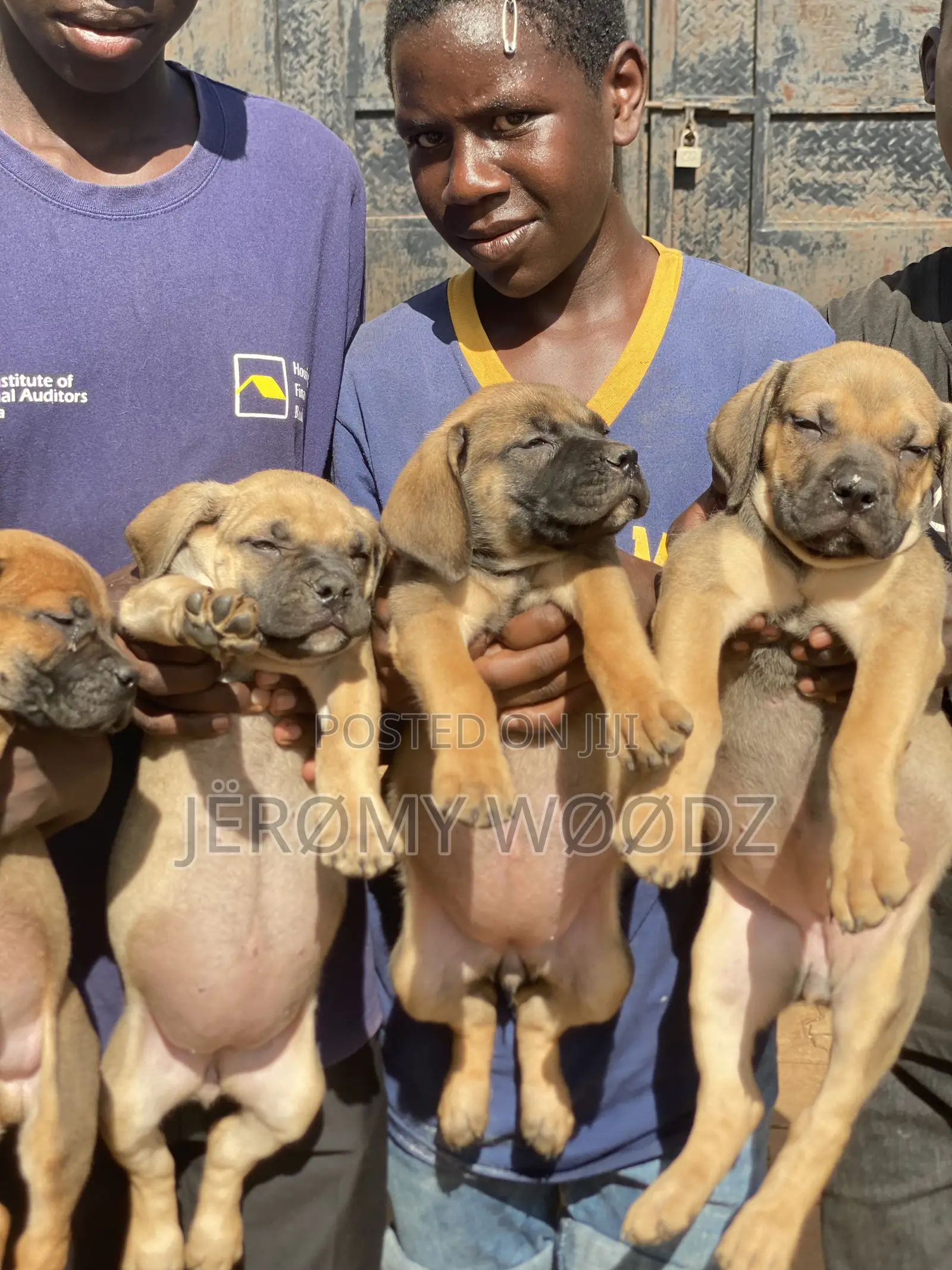 1-3 months Female Purebred Boerboel