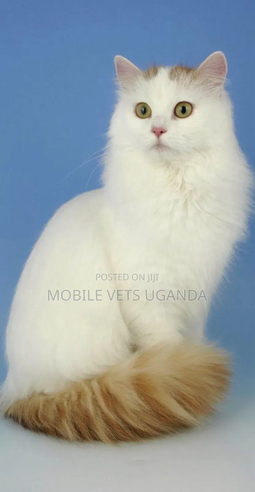3-6 months Male Purebred American Bobtail