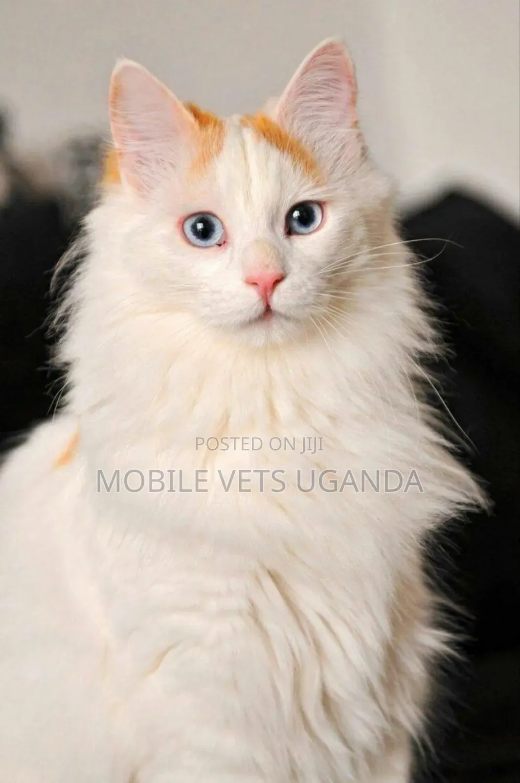 1-3 months Male Purebred Norwegian Forest