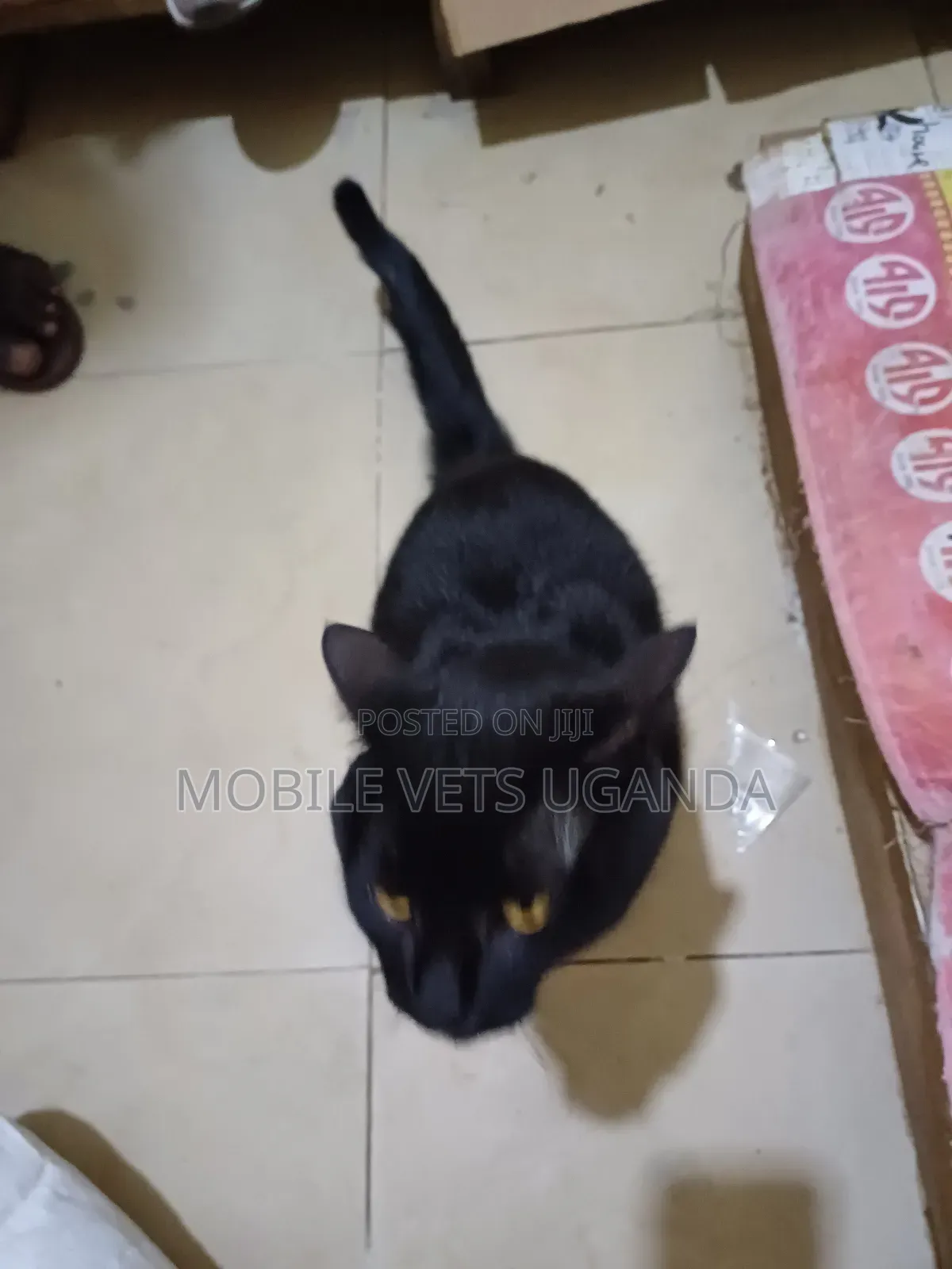 6-12 months Male Purebred Chinese Li Hua