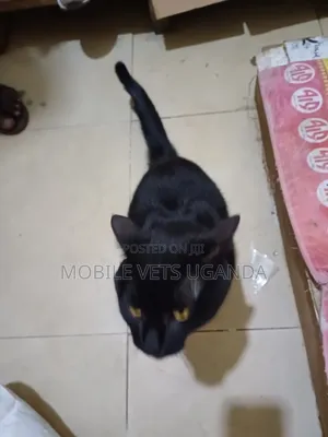6-12 months Male Purebred Chinese Li Hua