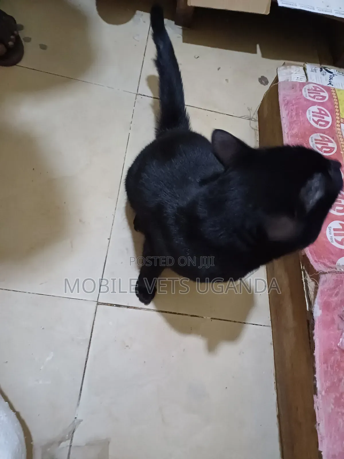 3-6 months Male Purebred Nebelung