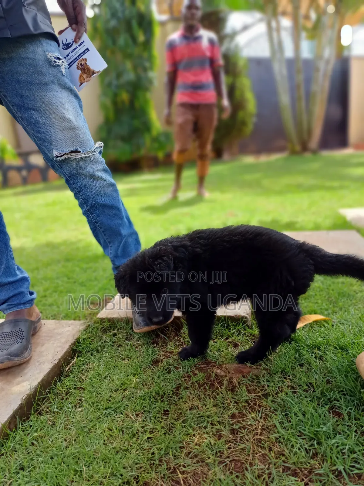 0-1 month Female Purebred German Shepherd