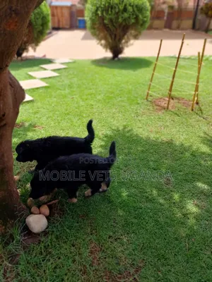3-6 months Male Purebred German Shepherd