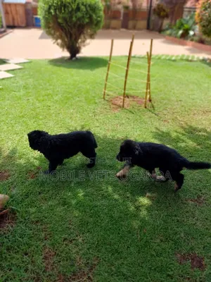 1-3 months Male Purebred German Shepherd