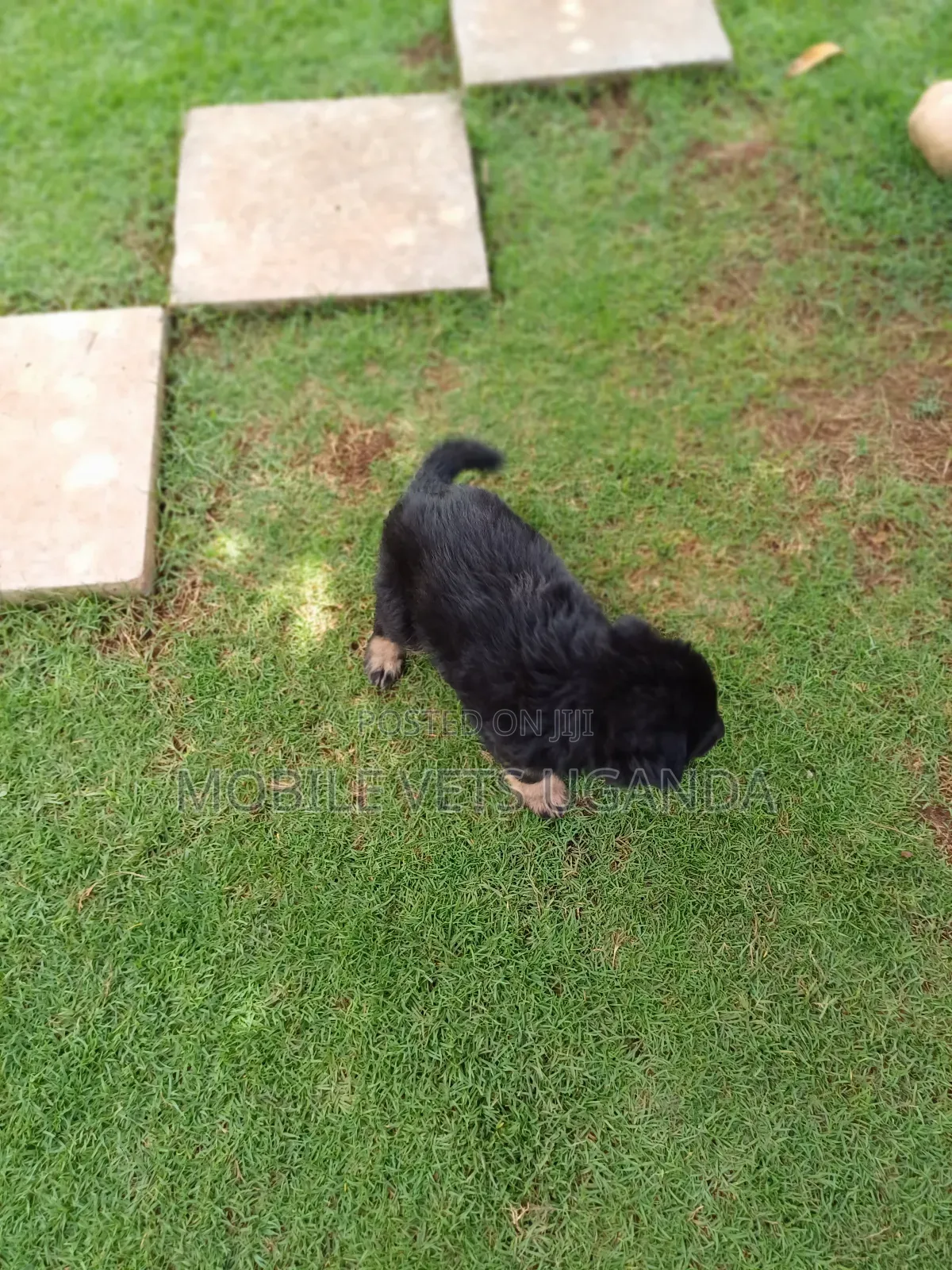 1-3 months Female Purebred German Shepherd