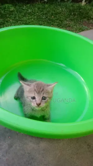 0-1 month Female Purebred Bombay