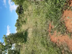 50/100ft Plot in Kajansi -Kitovu Estate at Only 55m