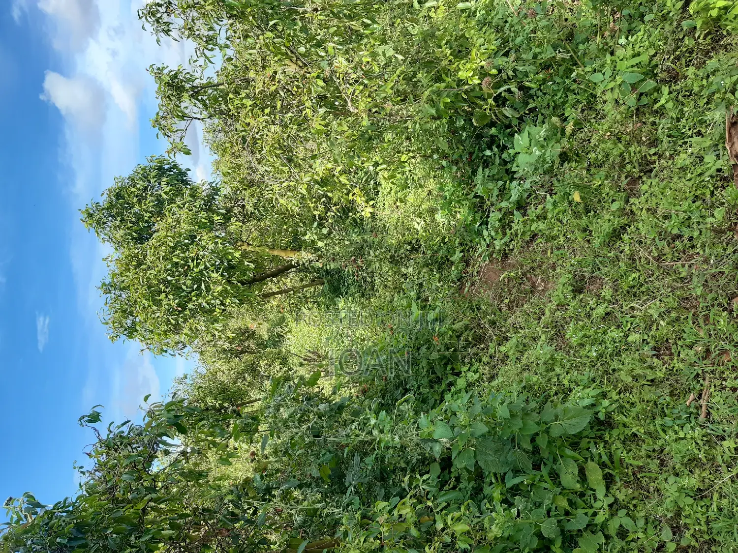 50/100ft Plot in Kajansi -Kitovu Estate at Only 55m