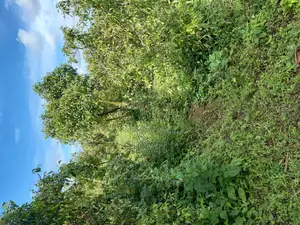 50/100ft Plot in Kajansi -Kitovu Estate at Only 55m
