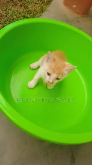1-3 months Male Purebred Balinese