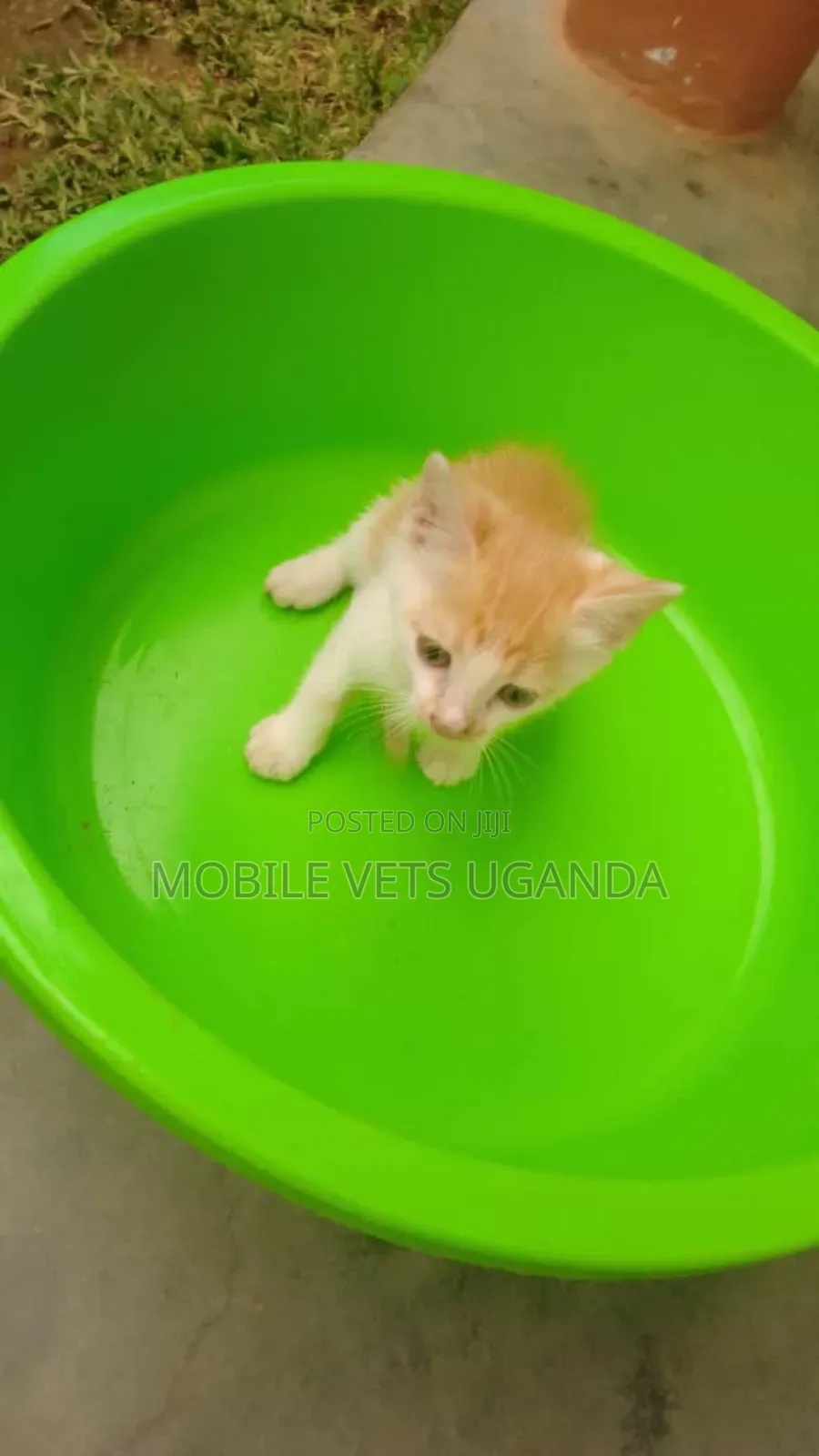 1-3 months Male Purebred Balinese