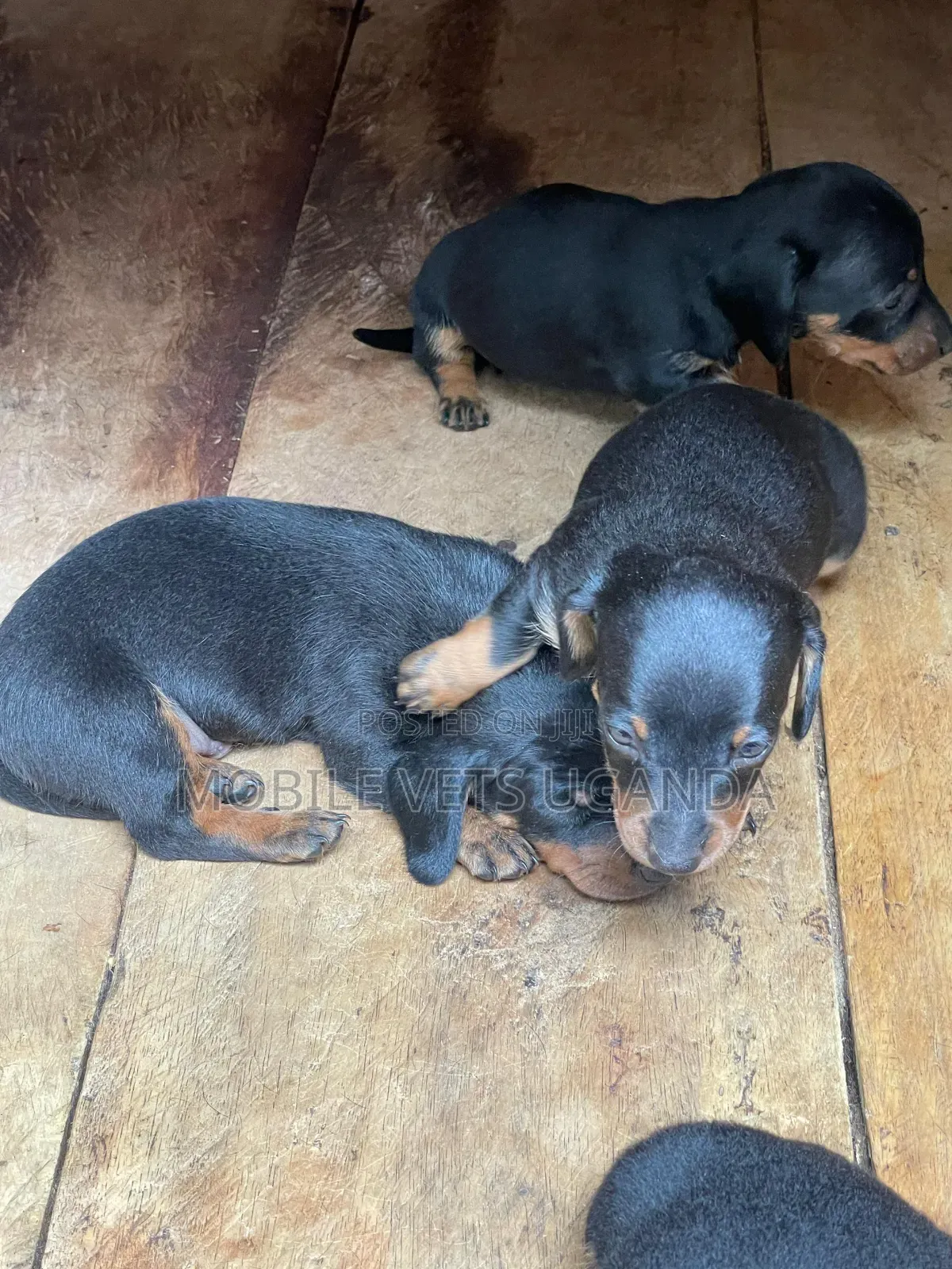 0-1 month Male Purebred Dachshund