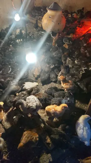 Photo - Oasis Local Poultry Breeders Mutungo Binna