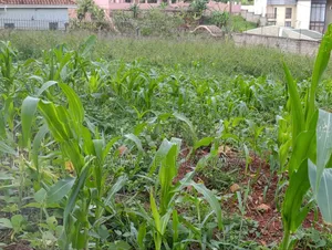 Photo - Plot on Quickest Sale Kira