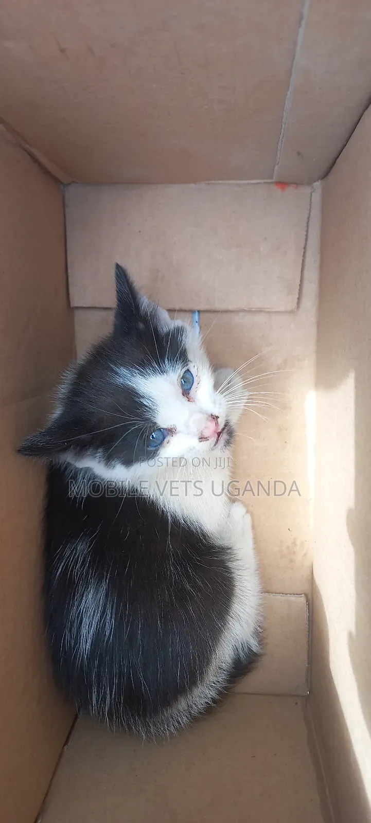 0-1 month Female Purebred Norwegian Forest