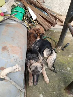 6-12 months Female Purebred German Shepherd