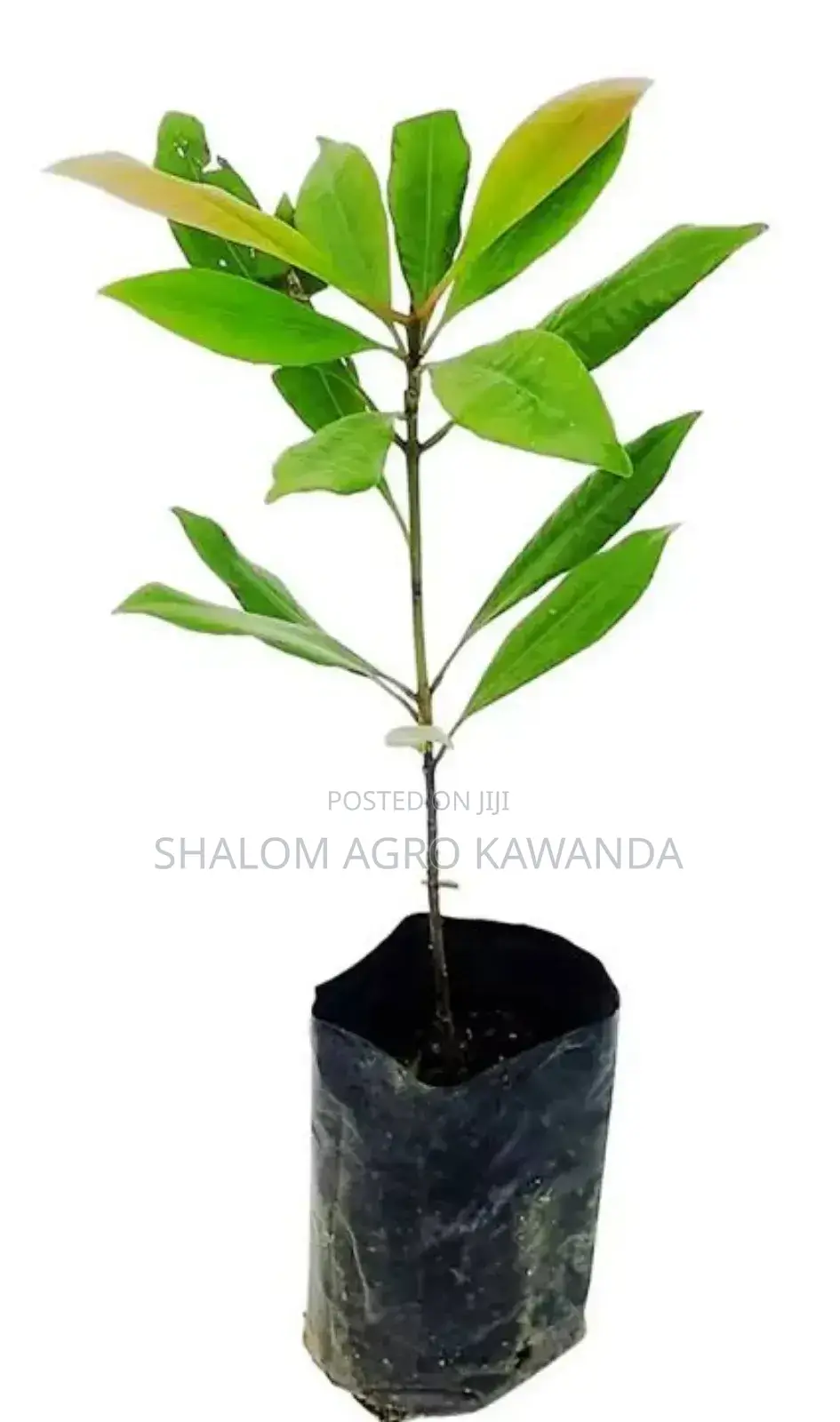 Zanzibar Cloves Tree Seedlings