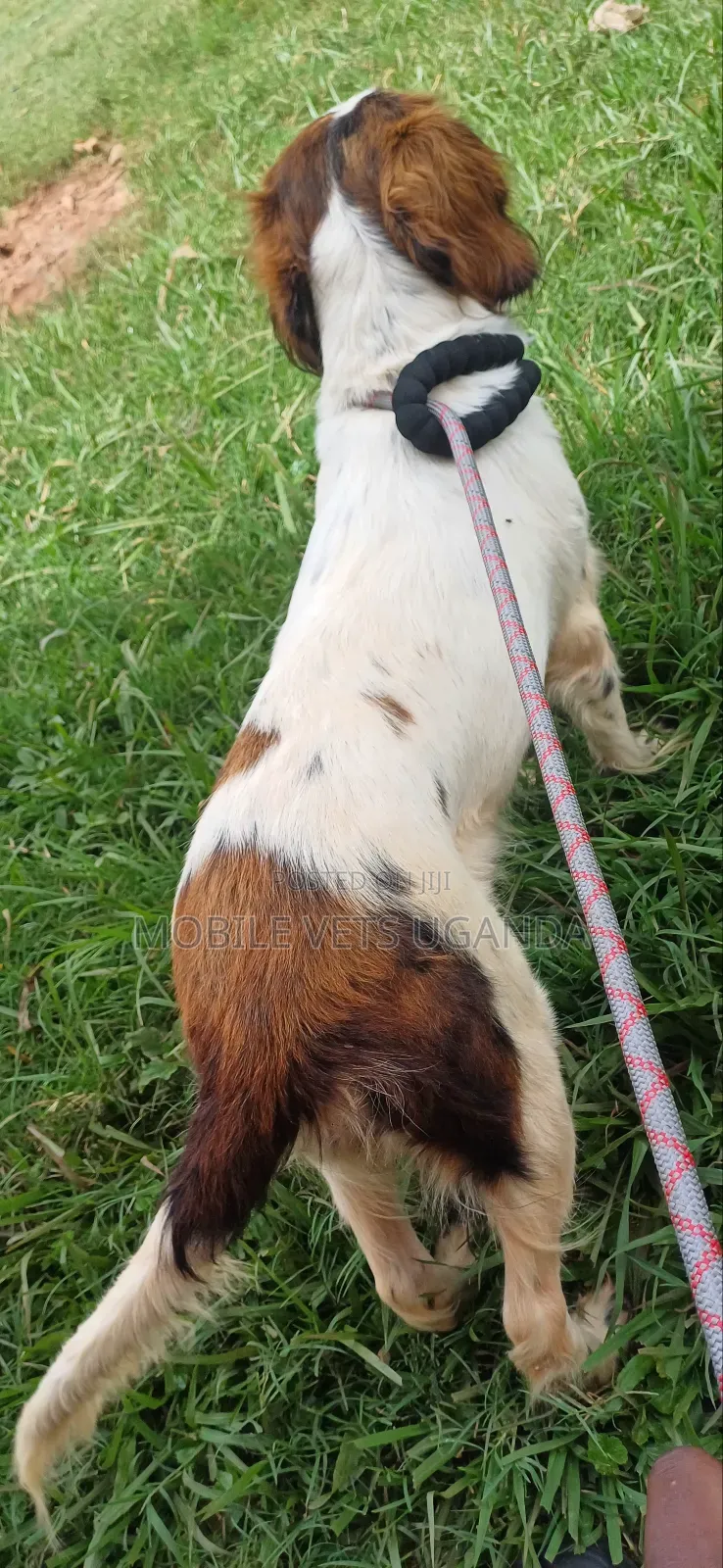 3-6 months Female Purebred English Cocker Spaniel