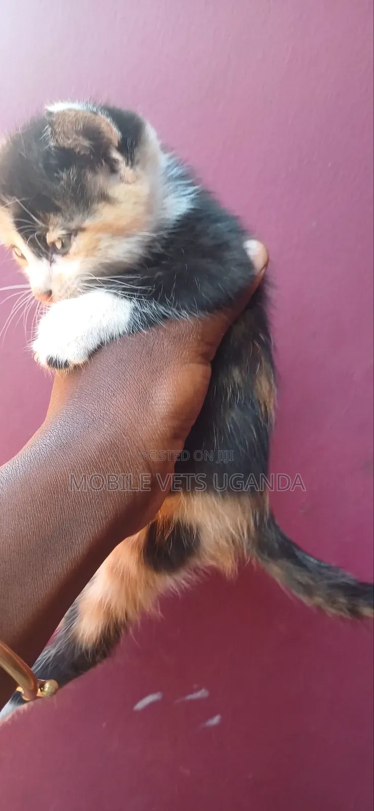 1-3 months Female Purebred Burmese