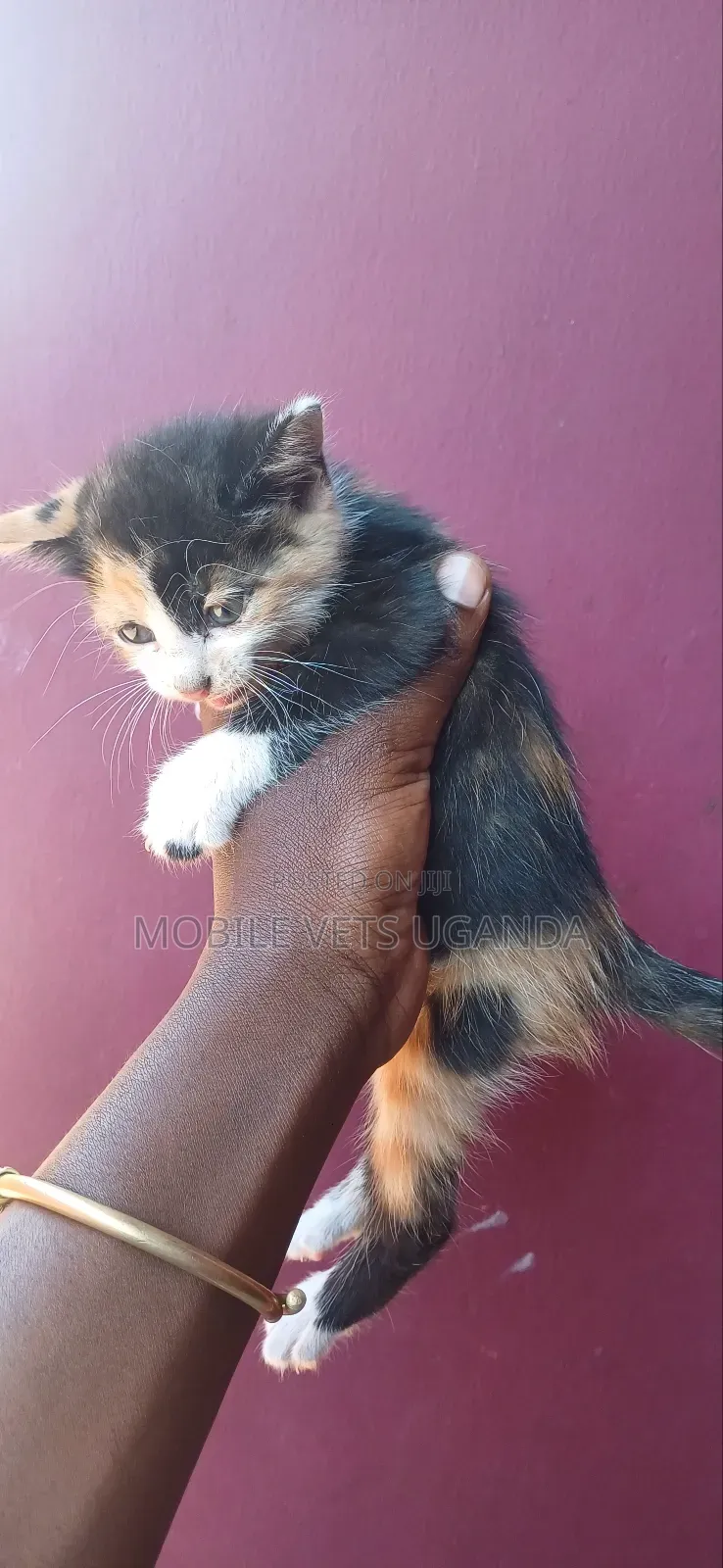 0-1 month Male Purebred Scottish Fold