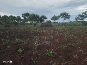 1 Acre in Mutai, Jinja District