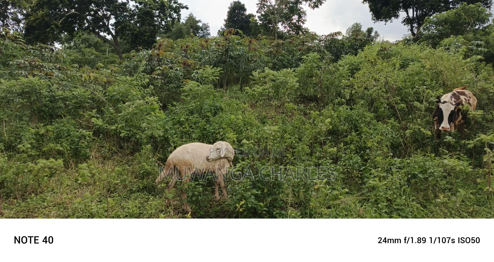 5acres of Land on Sale in Bombo Kalule